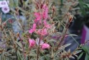 Gaura lindheimeri Gambit Variegata Rose