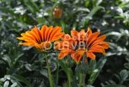 Gazania rigens Siesta Orange Flame