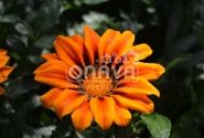 Gazania rigens Siesta Orange Flame