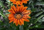 Gazania rigens Siesta Orange Flame