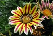 Gazania rigens Impressa White Flame