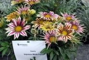 Gazania rigens Impressa White Flame