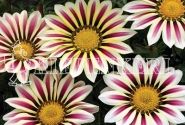 Gazania rigens Impressa White Flame