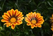 Gazania rigens Impressa Yellow Flame