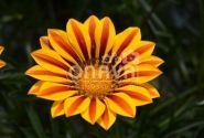 Gazania rigens Impressa Yellow Flame