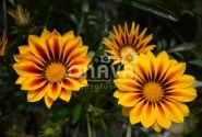 Gazania rigens Impressa Yellow Flame