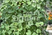 Glechoma hederacea Variegata