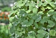 Glechoma hederacea Variegata