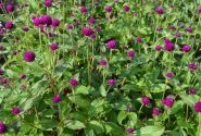 Gomphrena globosa QIS Purple