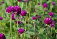 Gomphrena globosa QIS Purple
