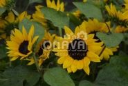 Helianthus annuus Merida Compact Gold