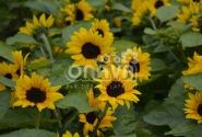 Helianthus annuus Merida Compact Yellow