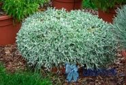 Helichrysum petiolare Moes Silver