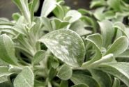 Helichrysum petiolare Moes Silver