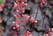Heuchera hybrida Bella Notte