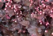 Heuchera hybrida Fire Chief