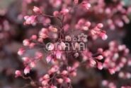 Heuchera hybrida Fire Chief