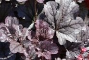 Heuchera hybrida Milan