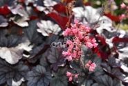 Heuchera hybrida Milan