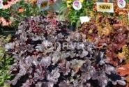 Heuchera hybrida Milan