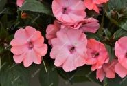 Impatiens Neu-Guinea Sunpatiens Compact Blush Pink