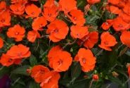 Impatiens Neu-Guinea Sunpatiens Compact Electric Orange