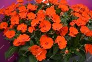 Impatiens Neu-Guinea Sunpatiens Compact Electric Orange