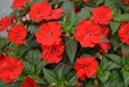 Impatiens Neu-Guinea SunPatiens Compact Red