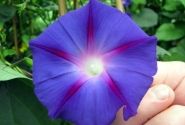 Ipomoea purpurea Grandpa Ott