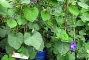 Ipomoea purpurea Grandpa Ott (XXL)