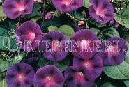 Ipomoea purpurea Grandpa Ott (XXL)