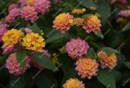 Lantana camara Evita Pink