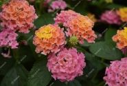 Lantana camara Evita Pink