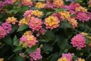 Lantana camara Evita Rose