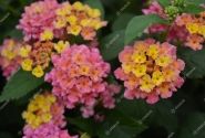 Lantana camara Evita Rose