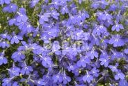 Lobelia erinus Laura Compact Blue