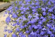 Lobelia erinus Laura Compact Blue