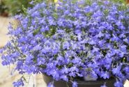 Lobelia erinus Laura Compact Blue