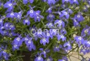 Lobelia erinus Laura Blue Eye