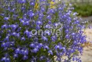Lobelia erinus Laura Blue Eye