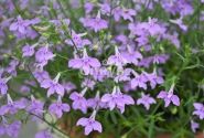 Lobelia erinus Laura Lavender