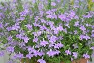 Lobelia erinus Laura Lavender