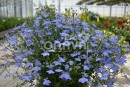 Lobelia erinus Laura Sky Blue