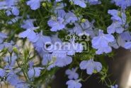 Lobelia erinus Laura Sky Blue