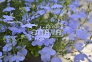 Lobelia erinus Laura Sky Blue