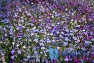 Lobelia erinus Regatta Mix