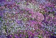Lobelia erinus Regatta Mix