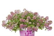 Lobularia maritima Lucia Rose