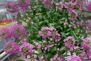Lobularia maritima Lucia Rose