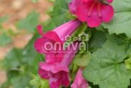 Lophospermum hybridus Lofos Compact Pink